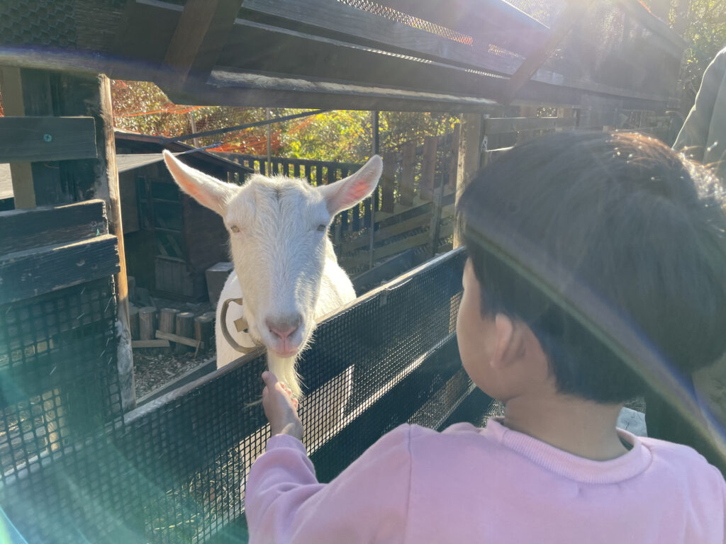 やぎに餌をあげる小学生
