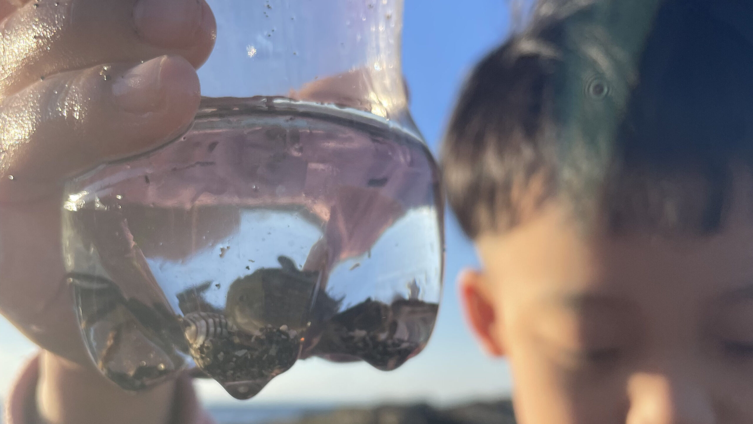 磯あそびを楽しむ子ども